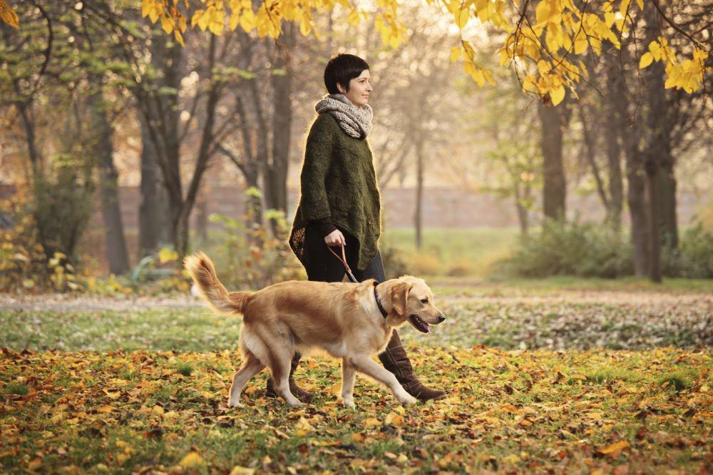 7 Fakta tentang Canine Parvovirus, Virus Anjing yang Mematikan