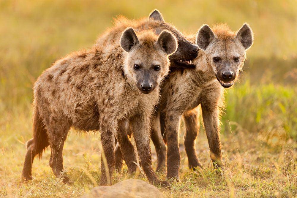 nationalgeographic.com
