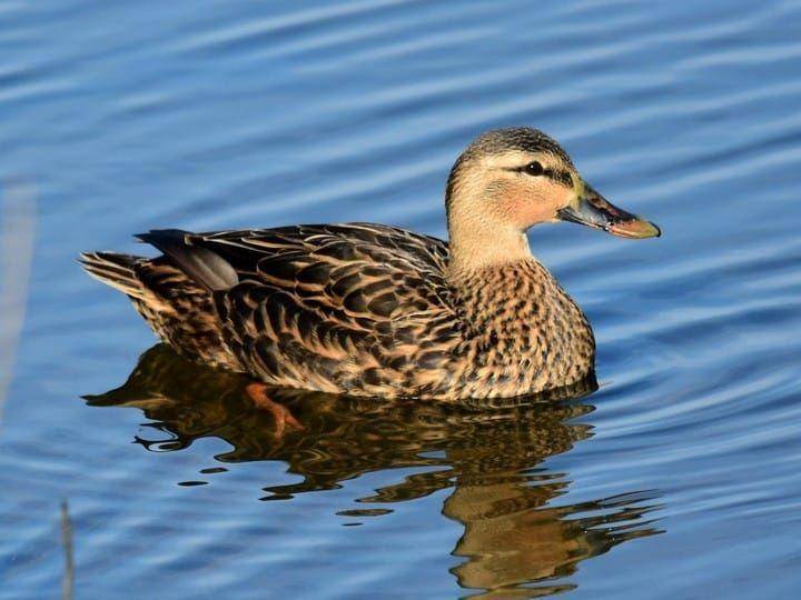 allaboutbirds.org
