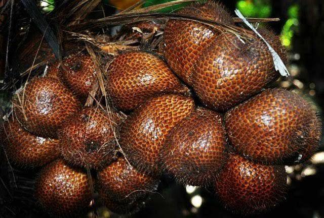 5 Tips Jitu Membuka Kulit Salak, Biar Gak Bikin Luka di Jari Tangan