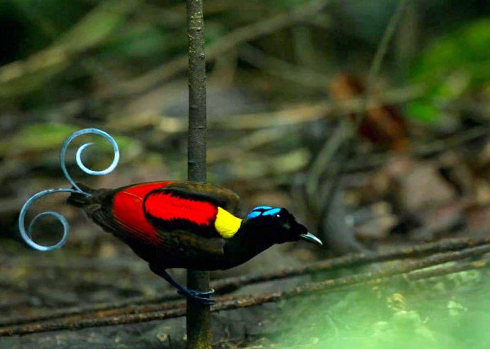 justbirding.com