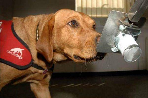 barkpost.com