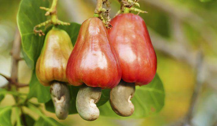 Ilustrasi buah jambu mete (worldatlas.com)