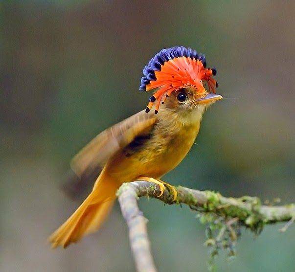 planetbirds.blogspot.com