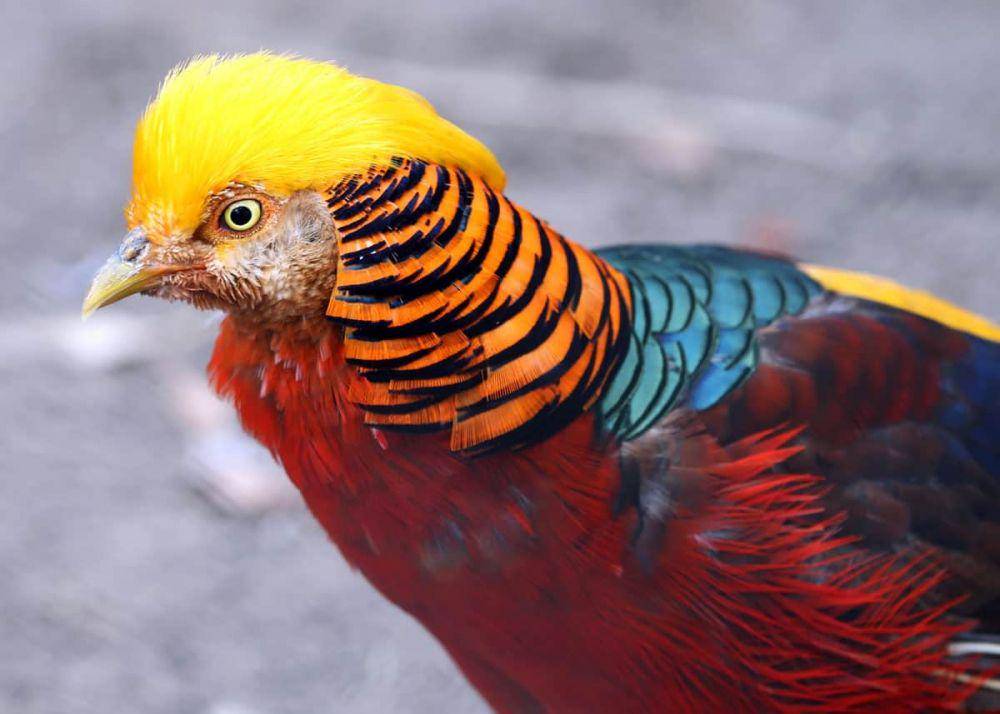justbirding.com