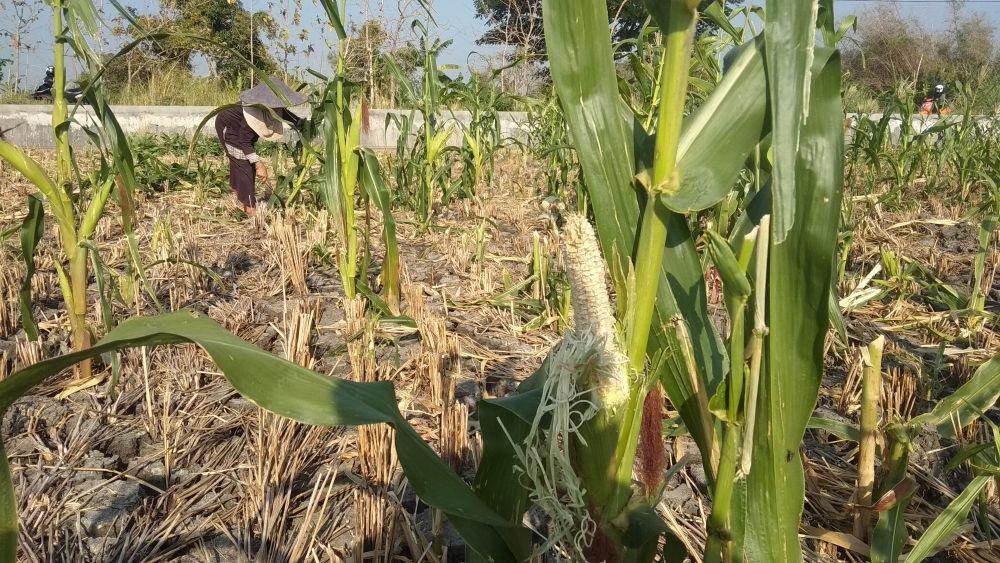 Jagung milik petani Lamongan ludes dirusak hama tikus. IDN Times/Imron