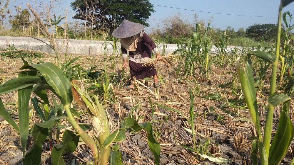 Petani jagung Lamongan terpaksa menebangi jagung mereka yang ludes dirusak hama tikus. IDN Times/Imron