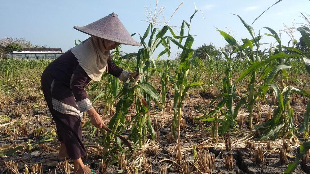 Petani jagung Lamongan terpaksa menebangi jagung mereka yang ludes dirusak hama tikus. IDN Times/Imron