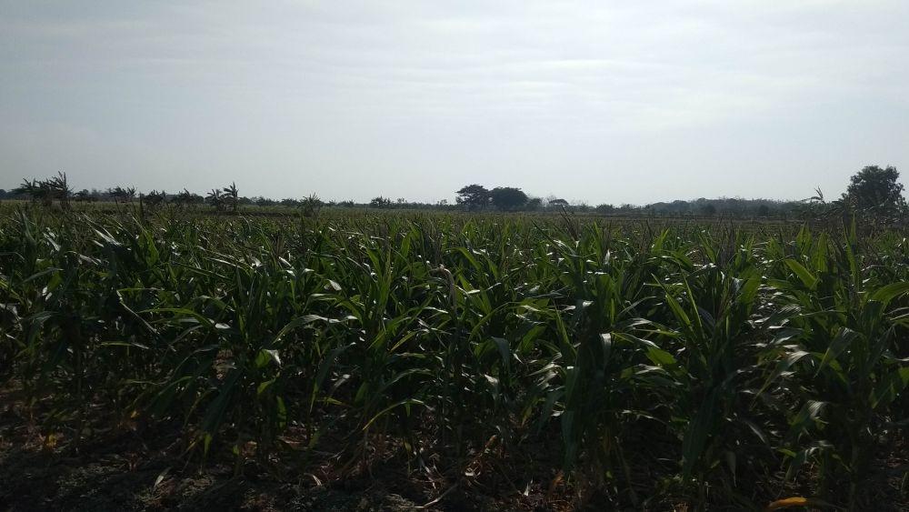 Tanaman jagung milik petani Lamongan rusak dimakan tikus. IDN Times/Imron