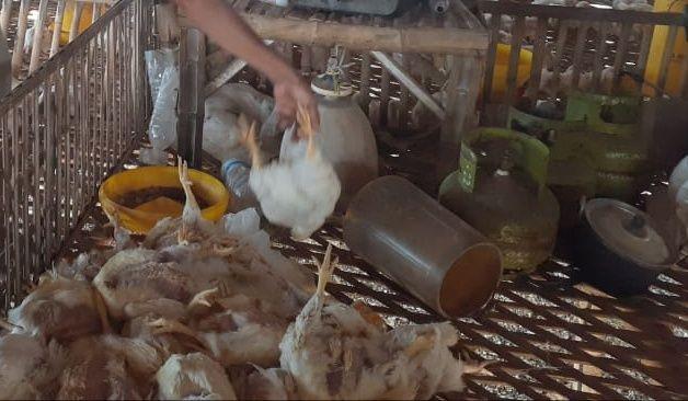 Ayam-ayam di Tuban mati mendadak, diduga karena kepanasan. IDN Times/Imron
