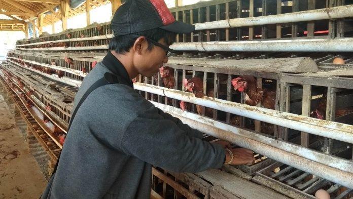 Ayam-ayam di Tuban mati mendadak, diduga karena kepanasan. IDN Times/Imron