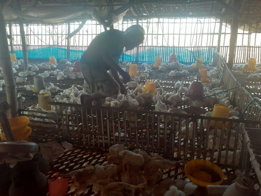 Ayam-ayam di Tuban mati mendadak, diduga karena kepanasan. IDN Times/Imron