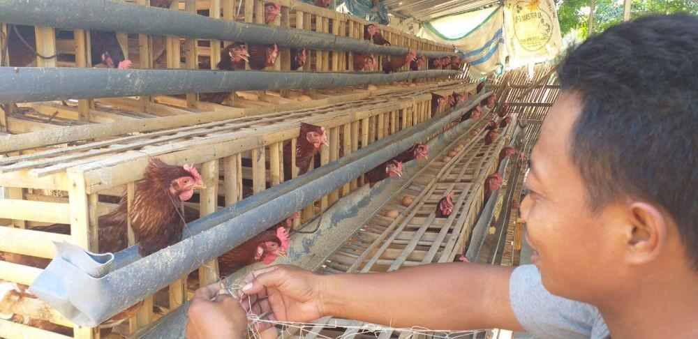 Ayam-ayam di Tuban mati mendadak, diduga karena kepanasan. IDN Times/Imron