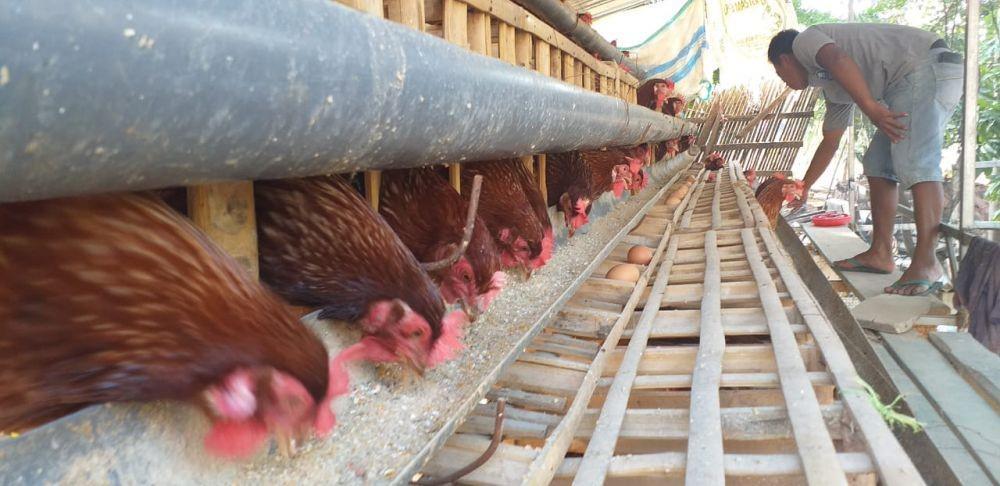 Ayam-ayam di Tuban mati mendadak, diduga karena kepanasan. IDN Times/Imron