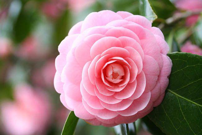 gardenia.net