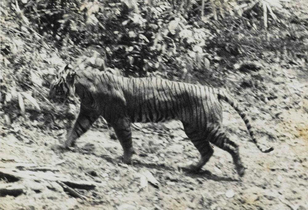 Wikimedia.org