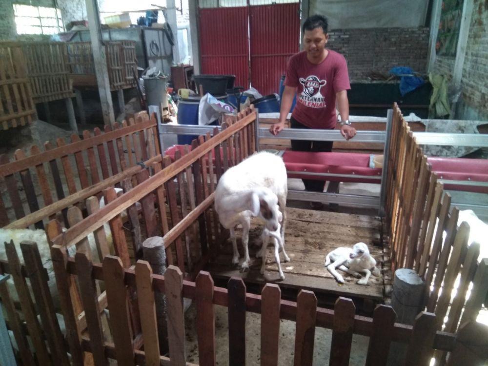 Khoiri sedang memperhatikan domba yang dibudidayakannya di Kandank Oewang Kota Madiun. IDN Times/Nofika Dian Nugroho