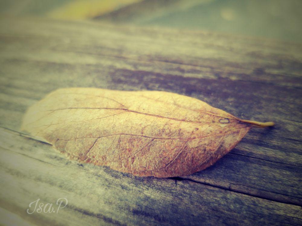 [PUISI] Daun Kering