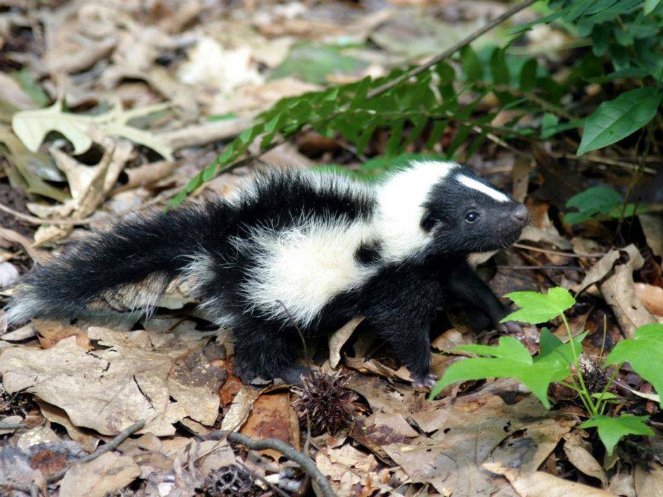 wildlifehotline.com