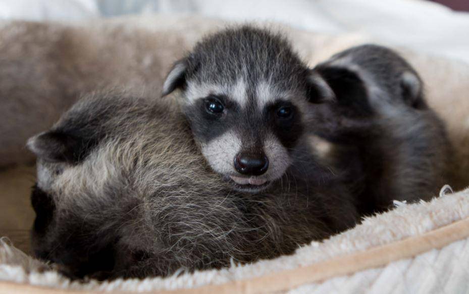 discoverwildcare.org
