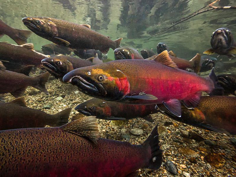6 Jenis Ikan ini Memiliki Kandungan Nutrisi Terbaik, Sudah Coba?