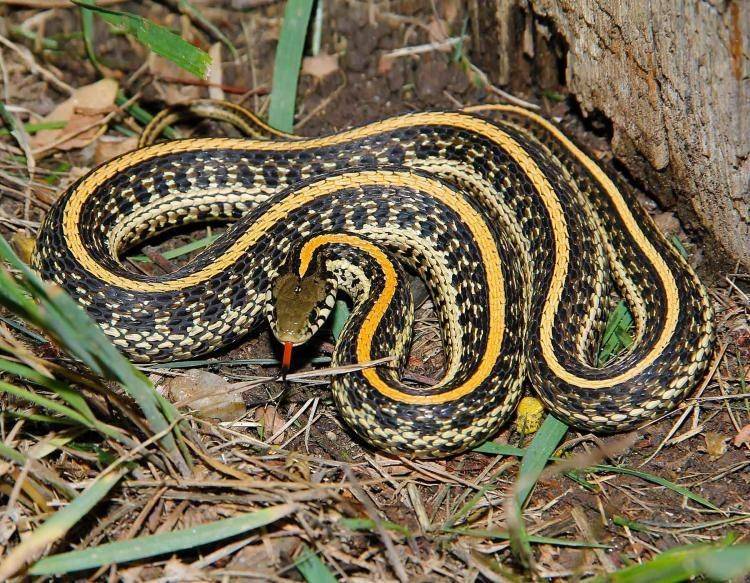 nature.mdc.mo.gov