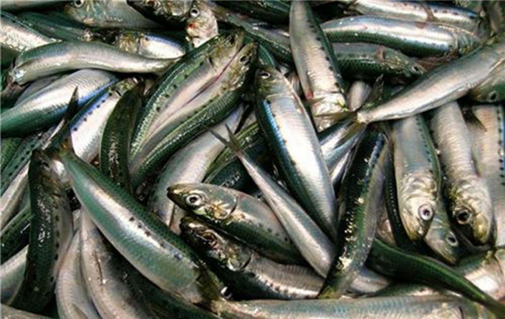 oceana.org