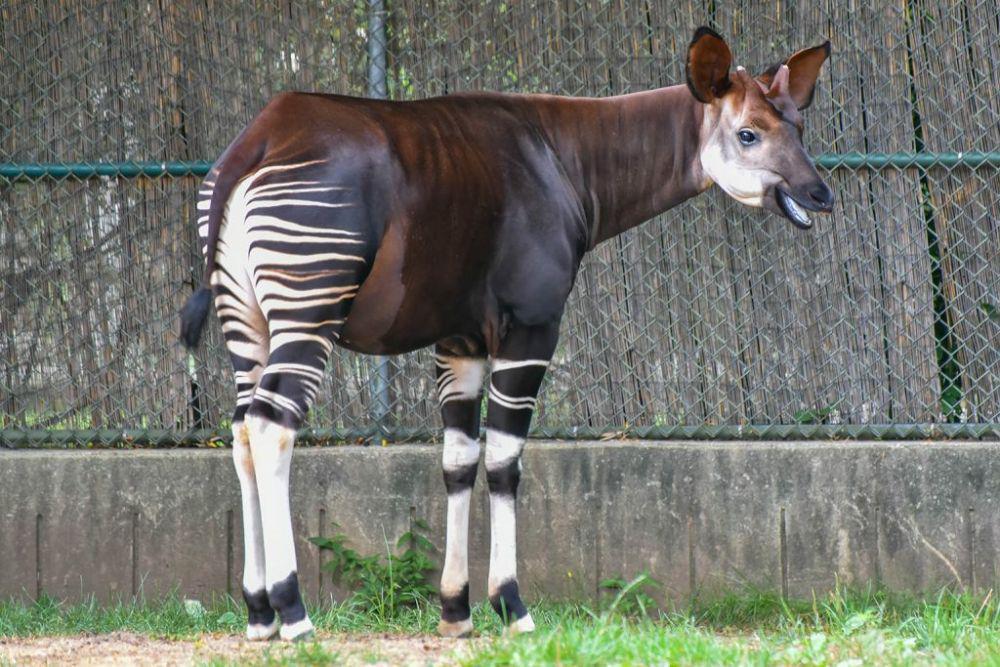 5 Fakta Menarik Okapi, Hewan Mirip Zebra yang Terancam Punah