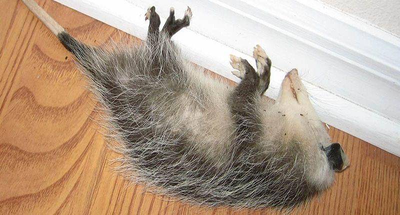 wildliferemovalusa.com