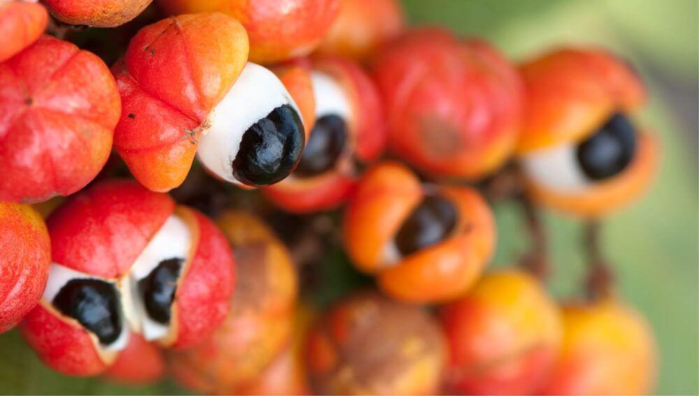 5 Manfaat Kesehatan Guarana Brasil, Biji Buahnya Mirip Biji Kopi!