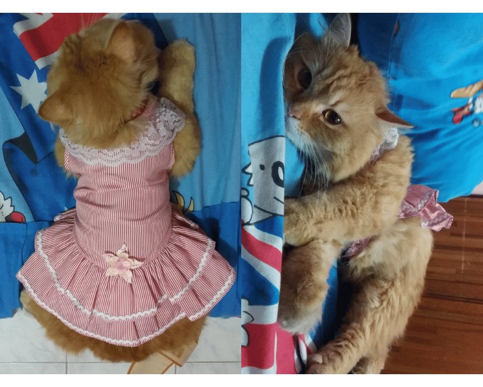 Diperlalukan Seperti Manusia, 10 Potret Gemas Kucing saat Pakai Baju!