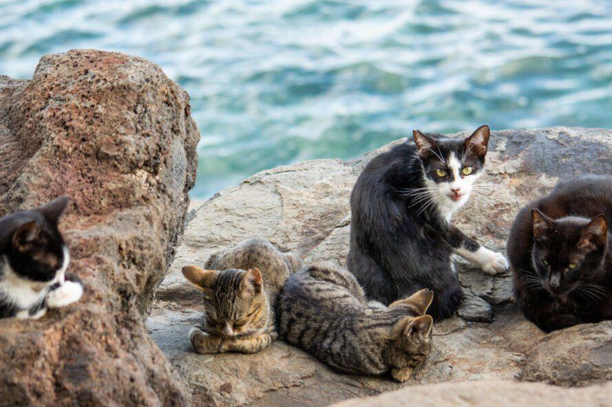 Sedih! Australia Berencana Membunuh 2 Juta Kucing Liar di Tahun 2020