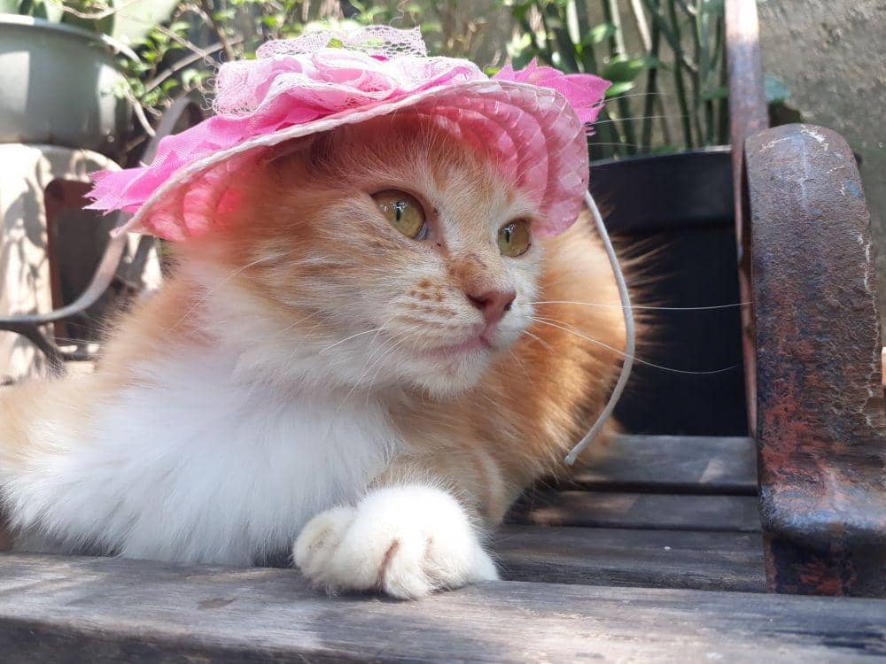 Twitter.com/pawang__kucing