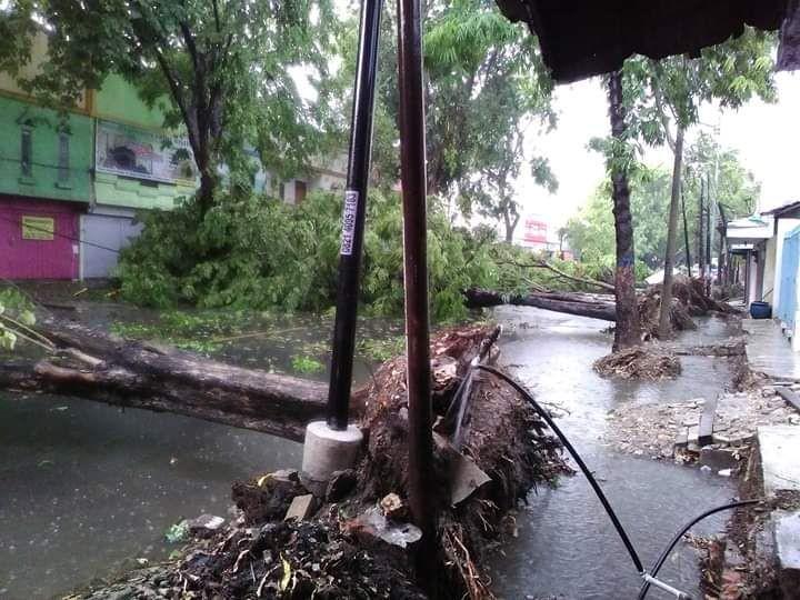 Angin kencang membuat pohon tumbang dan mengenai kabel PLN. IDN Times/Istimewa