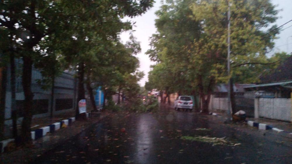 Angin kencang membuat sejumlah pohon tumbang ke jalan. IDN Times/Imron