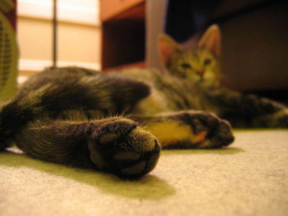 flickr.com