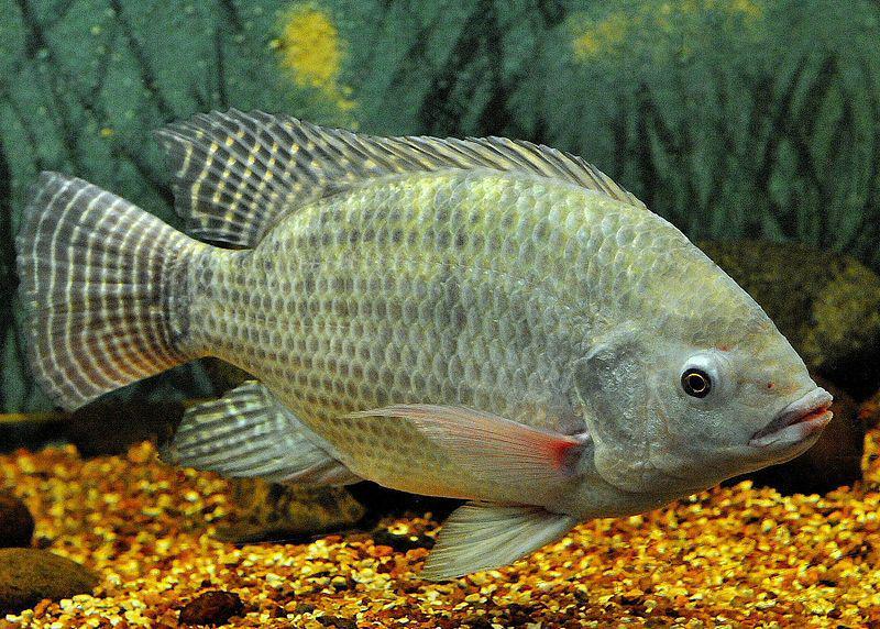 Kulit Ikan Nila Bisa Sembuhkan Luka Bakar! Ini 5 Fakta Ilmiahnya