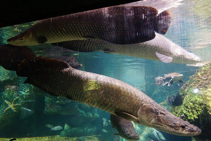 ourmarinespecies.com