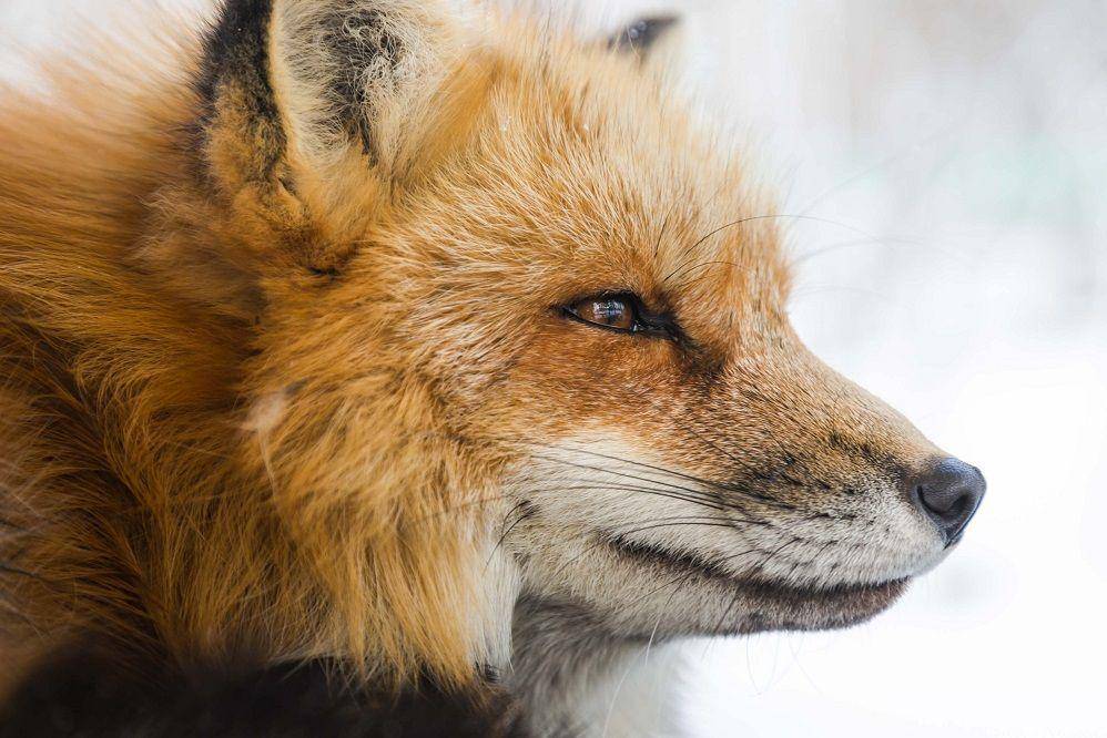 Unsplash/howlingred70