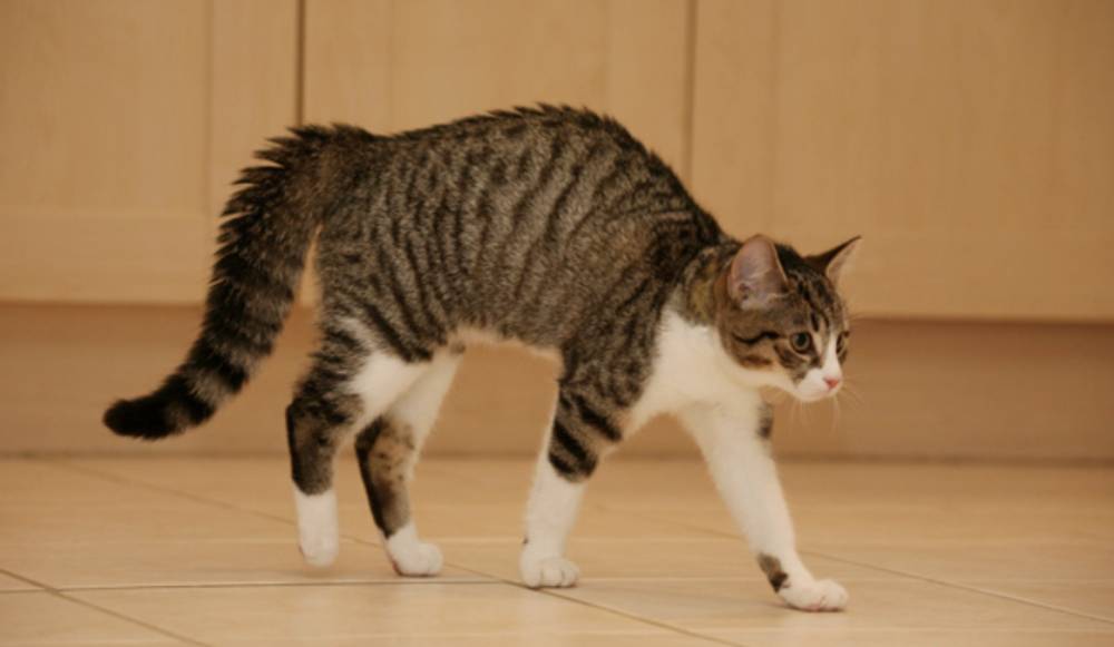 meowingtons.com
