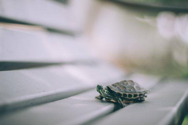 pexels.com/Arun Thomas