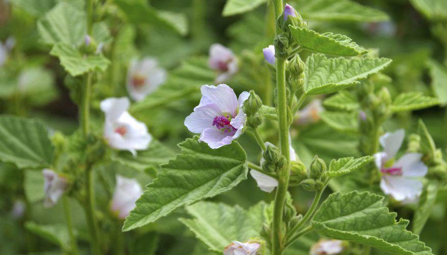 gardenguides.com