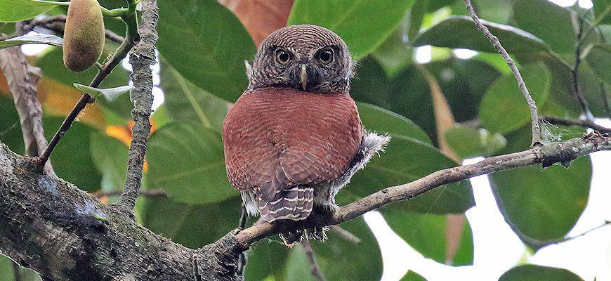 adventurebirding.lk