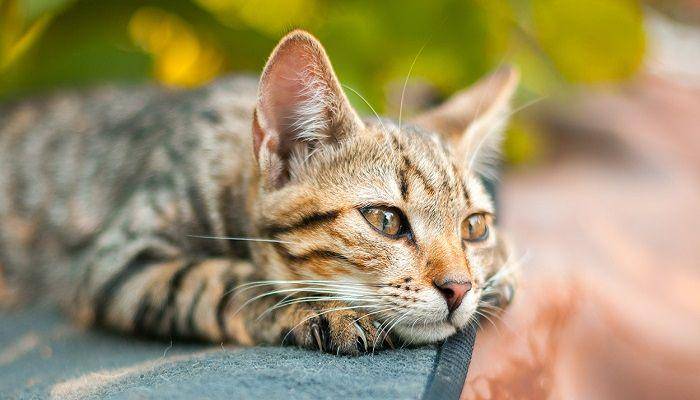 thehappycatsite.com