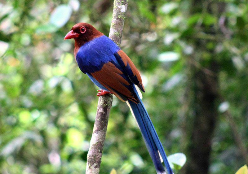6 Burung Endemik Sri Lanka yang Langka dan Menarik, Sudah Tahu?