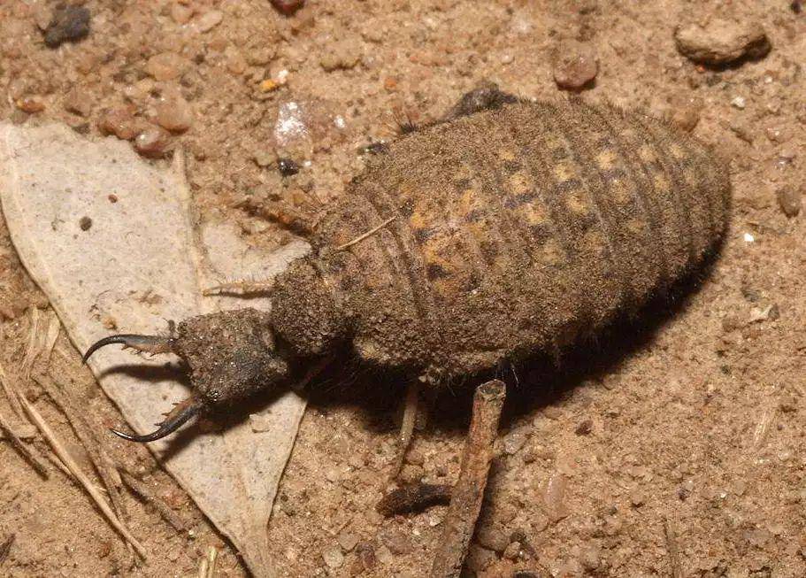 ilustrasi antlion (brisbaneinsects.com)
