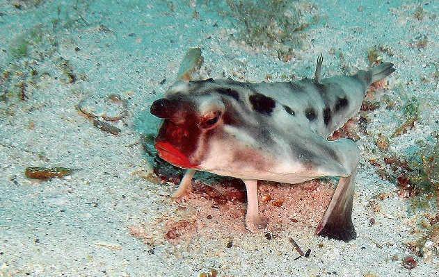 Bukan Perenang Andal, 5 Fakta Ikan Red-Lipped Batfish yang Punya Kaki
