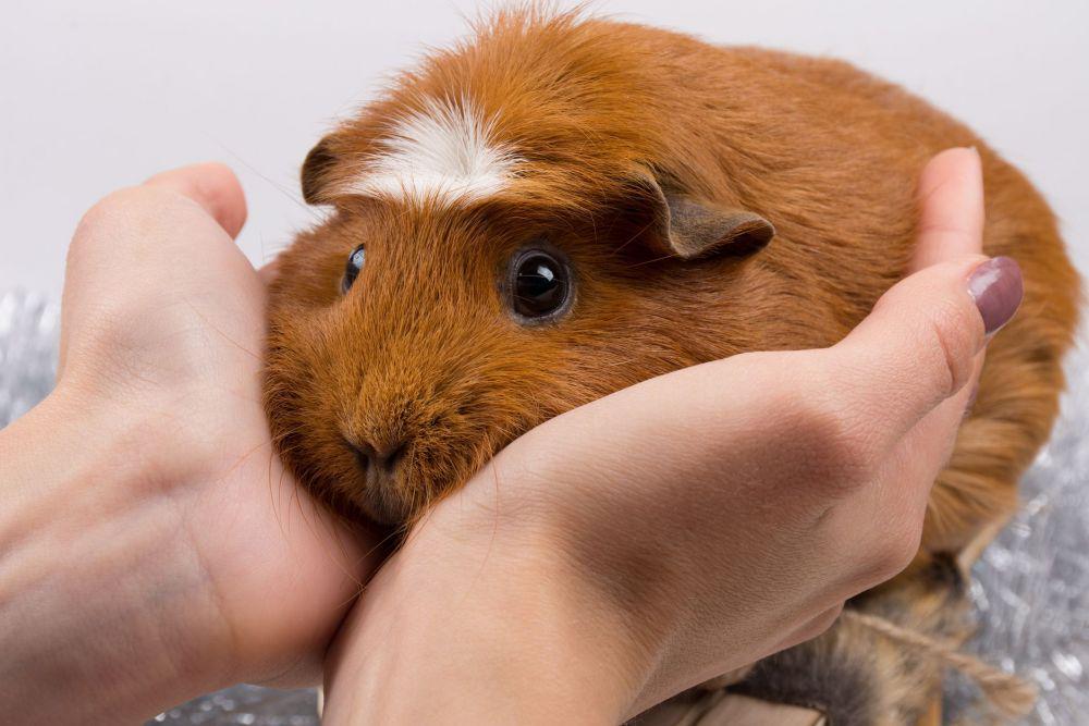5 Hal yang Harus Kamu Ketahui Sebelum Berniat Memelihara Guinea Pig