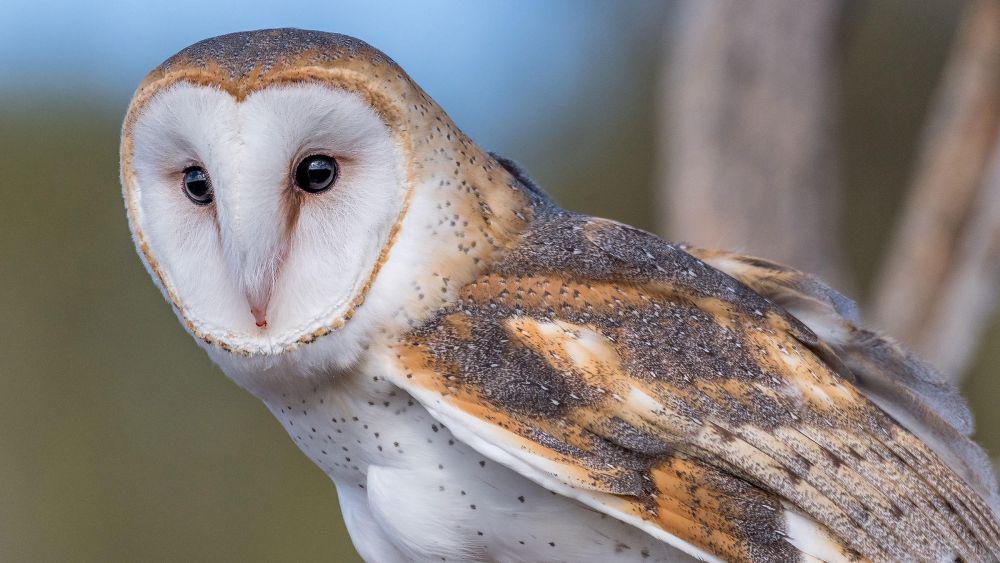 audubon.org