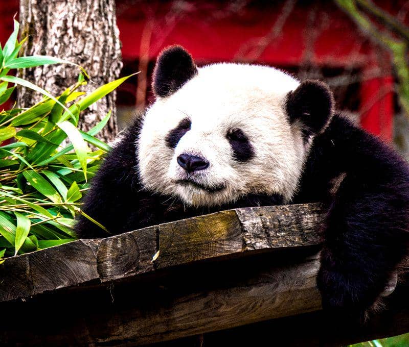 Kejam, 6 Hewan ini Layak Mendapatkan Predikat Sebagai Ibu Terburuk